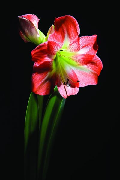 Amaryllis-5389210