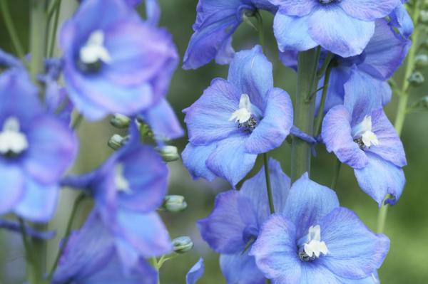 Delphinium3524654