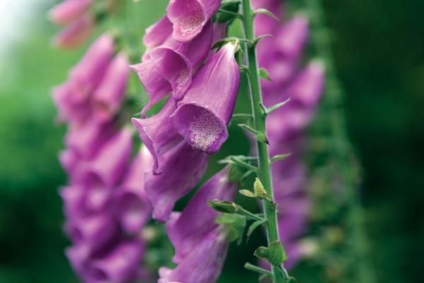 Foxglove-10004543