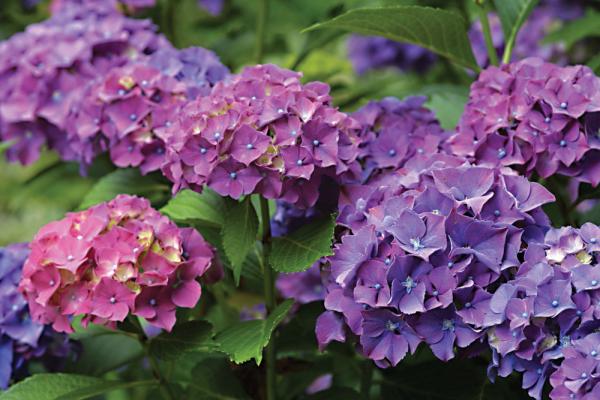 Hydrangea-167237