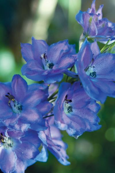 Larkspur-14309819