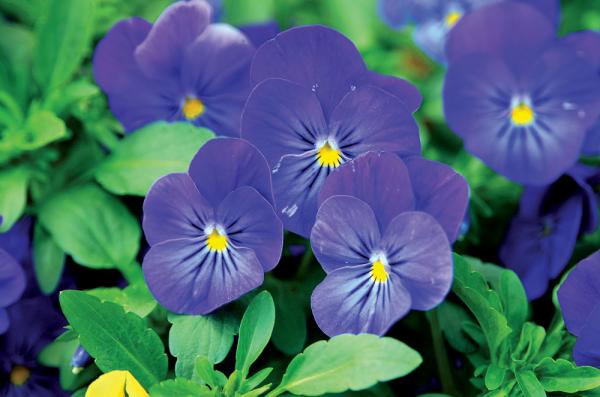 Pansies-88973Large