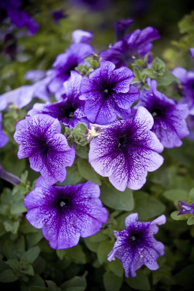 Petunia-5299799Medium