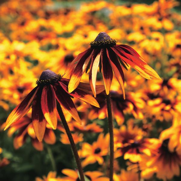 Rudbeckia-44816630Large