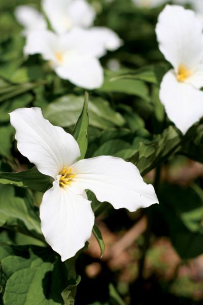 Trillium-3373342