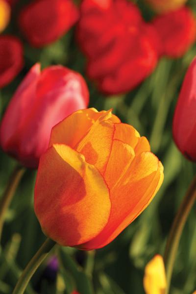 Tulips-5207961